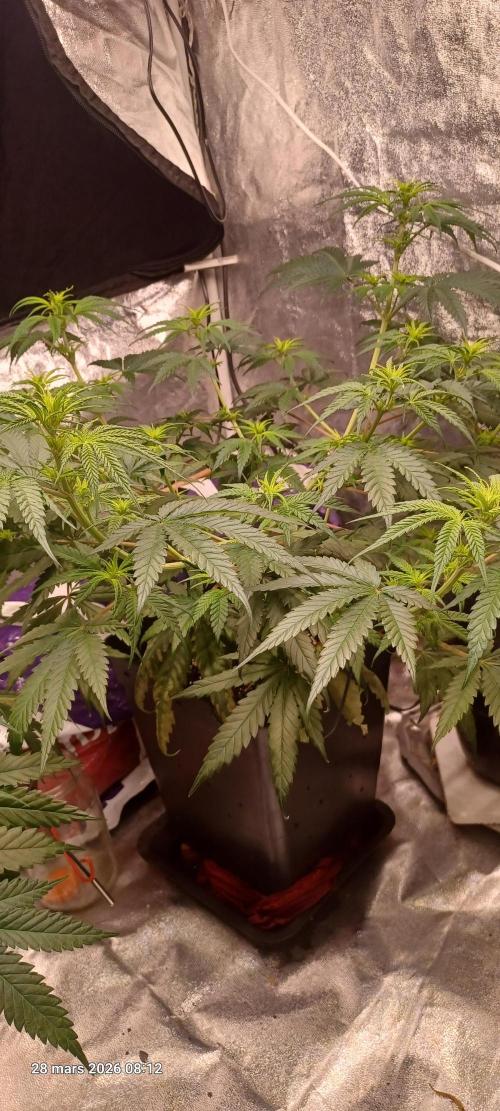 Shogun rQs. Week 7
