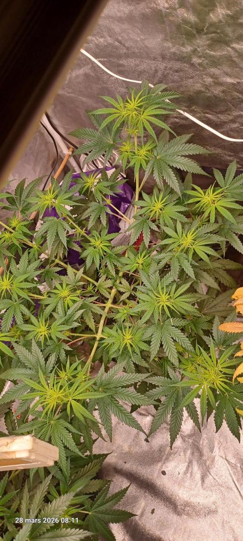 Shogun rQs. Week 7