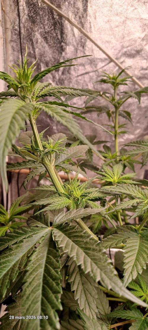 Shogun rQs. Week 7