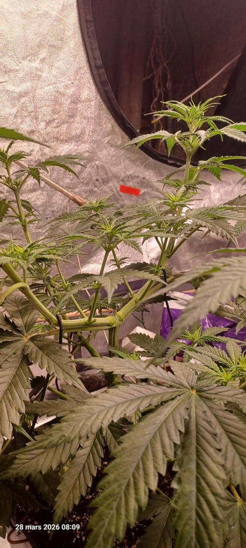 Shogun rQs. Week 7
