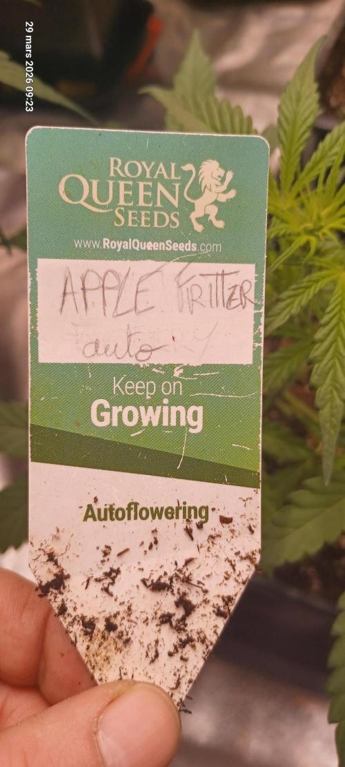 Appel Fritter Auto.. rQs. Week 4