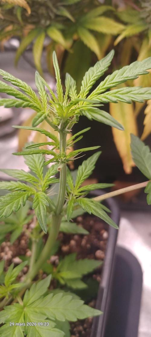 Appel Fritter Auto.. rQs. Week 4