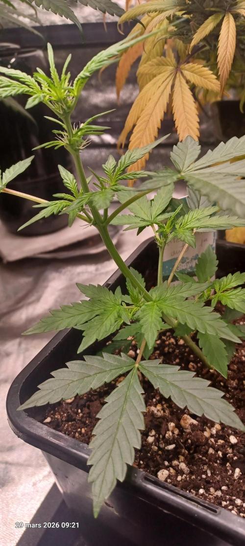 Appel Fritter Auto.. rQs. Week 4