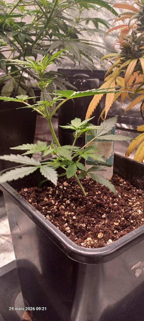Appel Fritter Auto.. rQs. Week 4