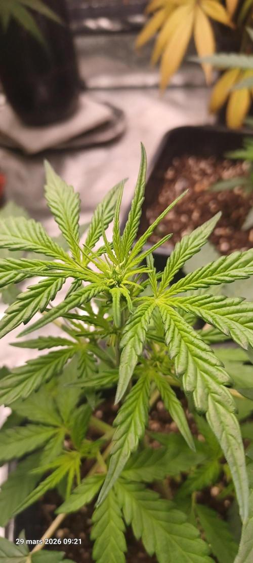 Appel Fritter Auto.. rQs. Week 4