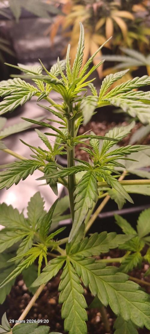 Appel Fritter Auto.. rQs. Week 4