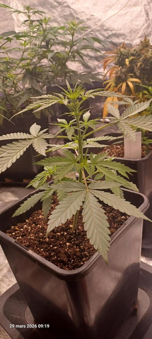 Appel Fritter Auto.. rQs. Week 4