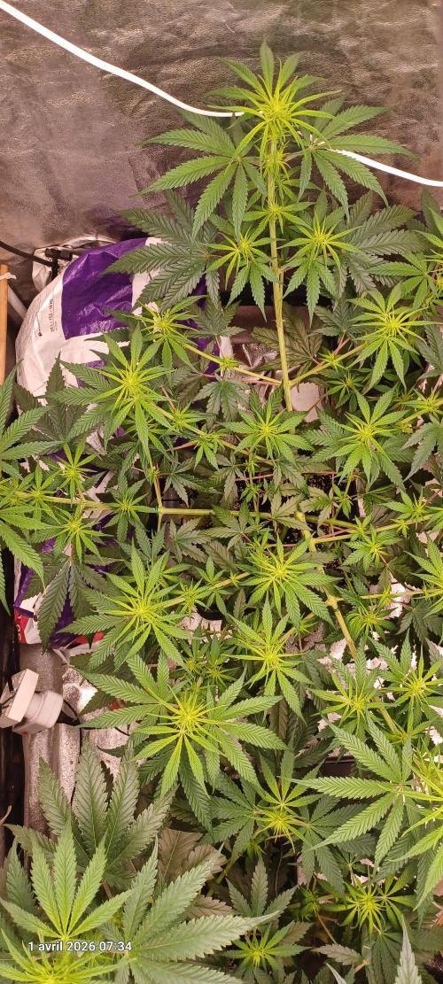 Shogun rQs. Week 8