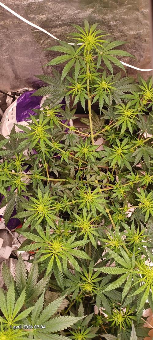 Shogun rQs. Week 8