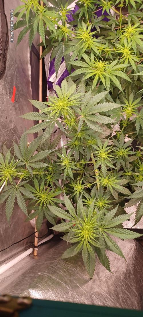 Shogun rQs. Week 8