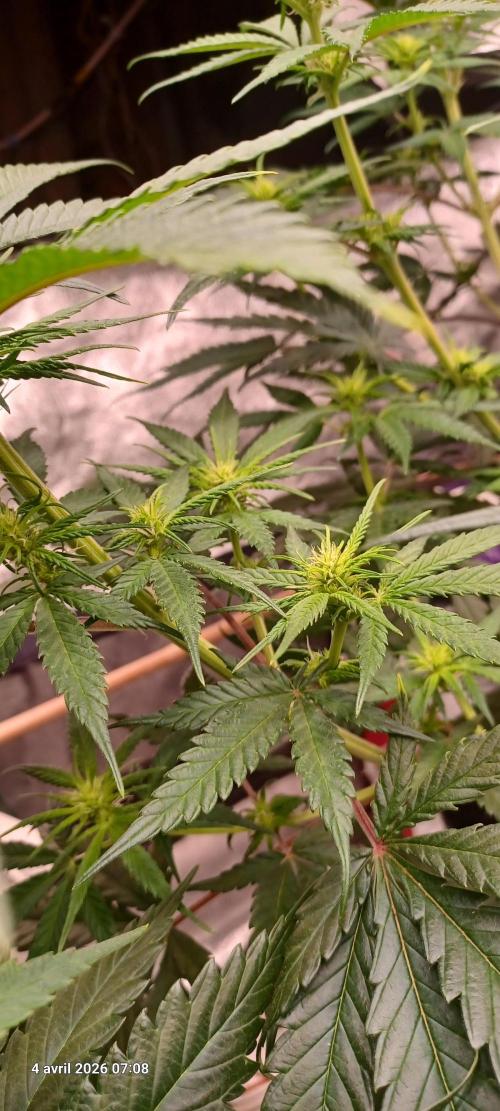 Shogun rQs. Week 8