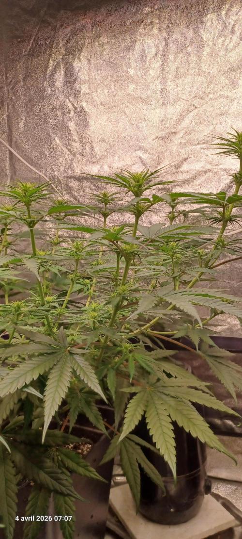 Royal Queen Seeds - Shogun door Cooky_420L
