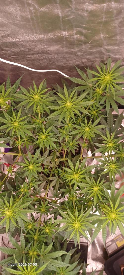 Shogun rQs. Week 8
