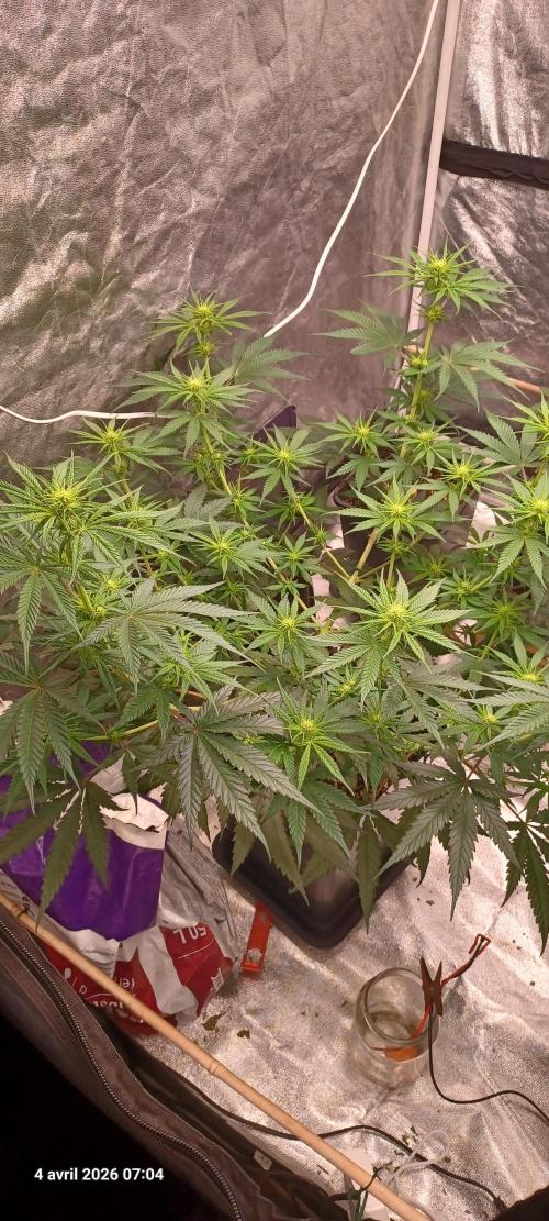Shogun rQs. Week 8