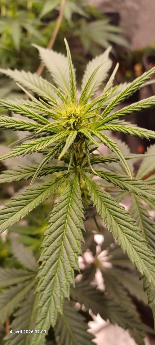 Shogun rQs. Week 8
