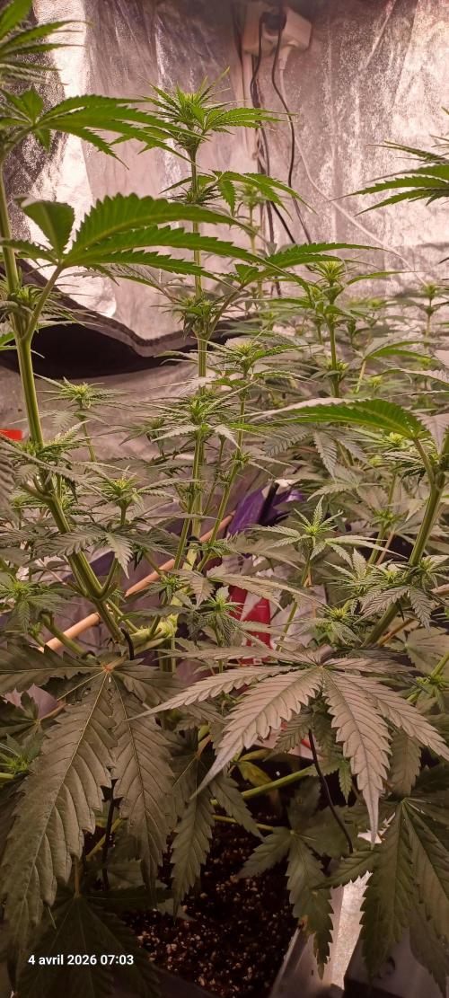 Shogun rQs. Week 8