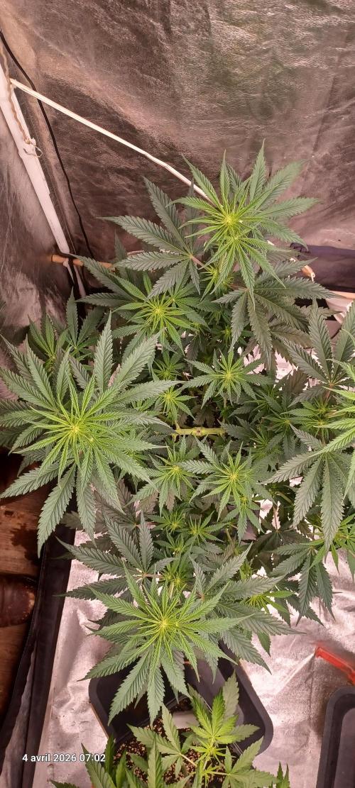 Shogun rQs. Week 8