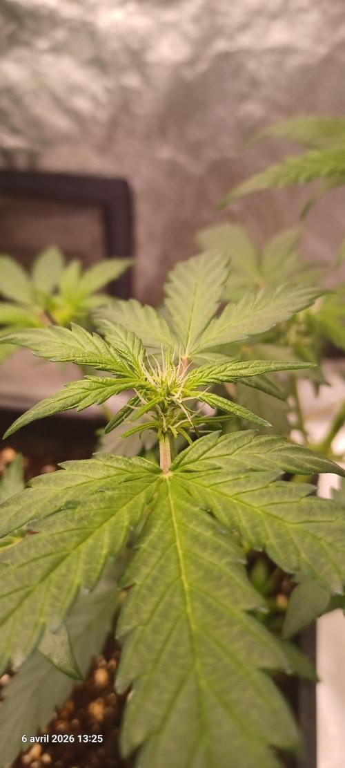 Appel Fritter Auto.. rQs. Week 5