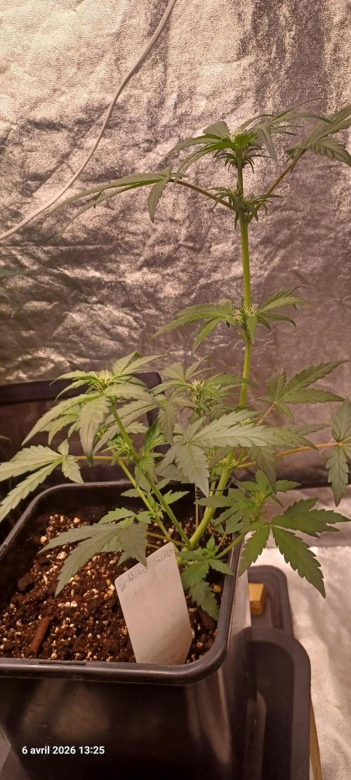 Appel Fritter Auto.. rQs. Week 5