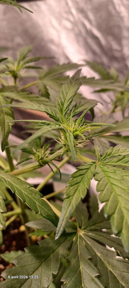 Appel Fritter Auto.. rQs. Week 5