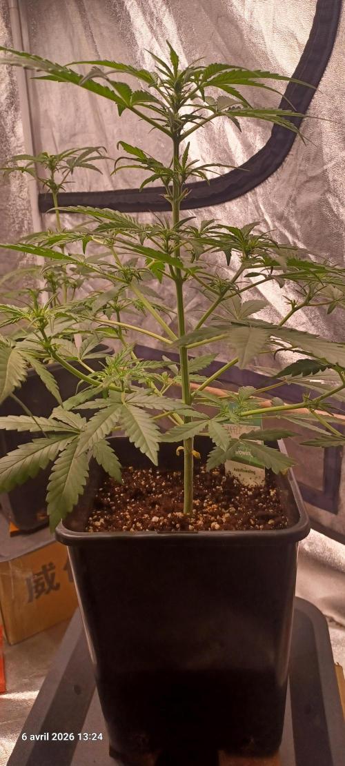 Appel Fritter Auto.. rQs. Week 5
