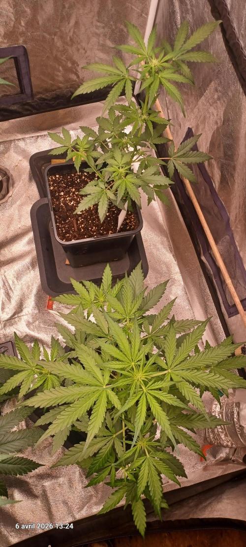 Appel Fritter Auto.. rQs. Week 5