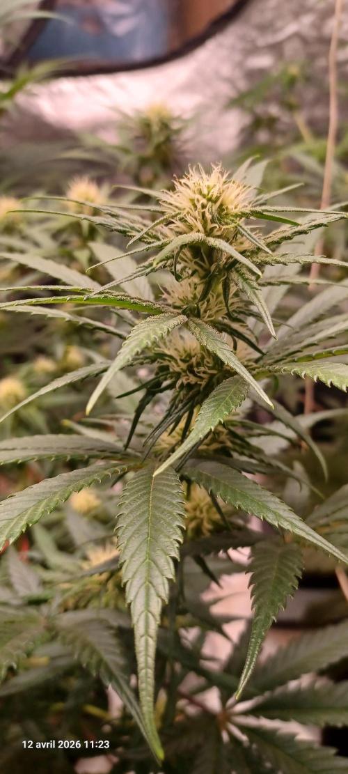 Shogun rQs. Week 9