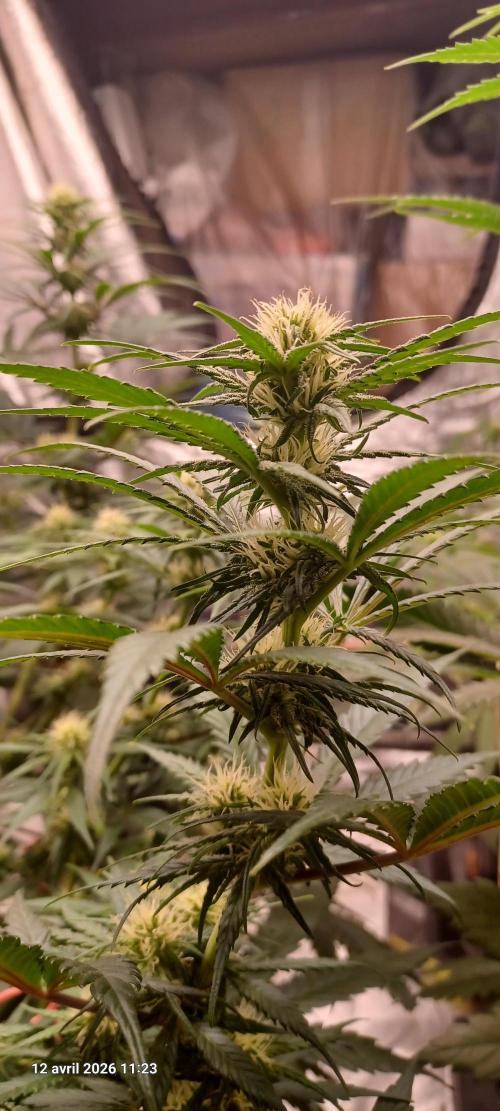 Shogun rQs. Week 9