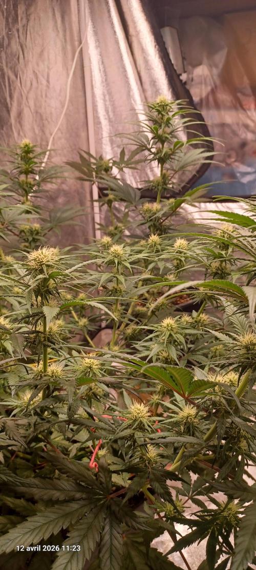 Shogun rQs. Week 9
