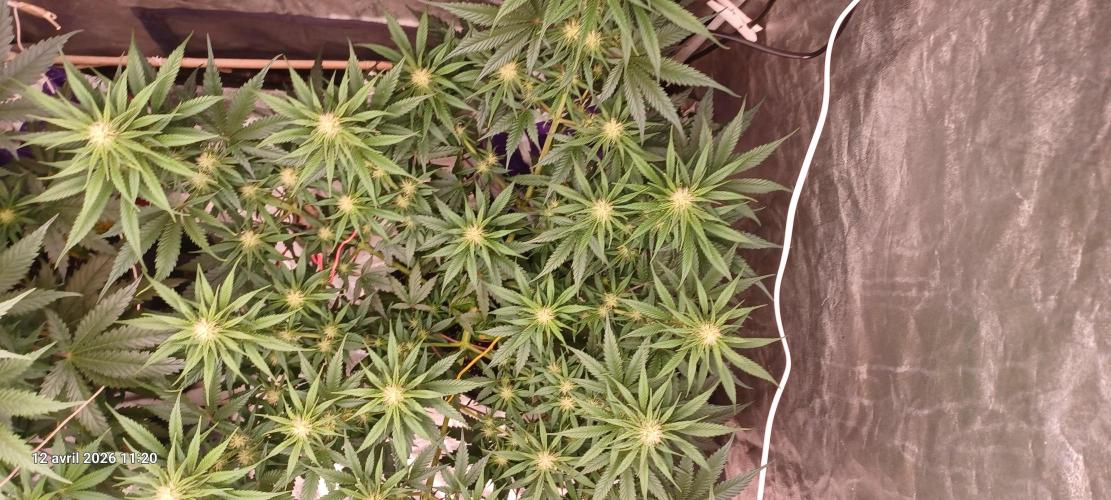 Shogun rQs. Week 9