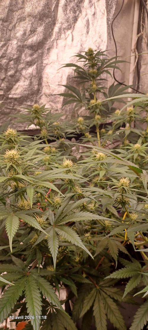 Shogun rQs. Week 9