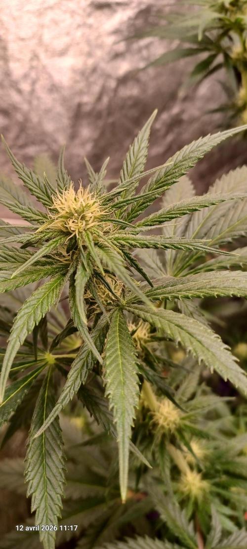 Shogun rQs. Week 9