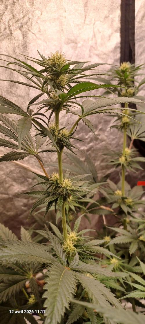 Shogun rQs. Week 9