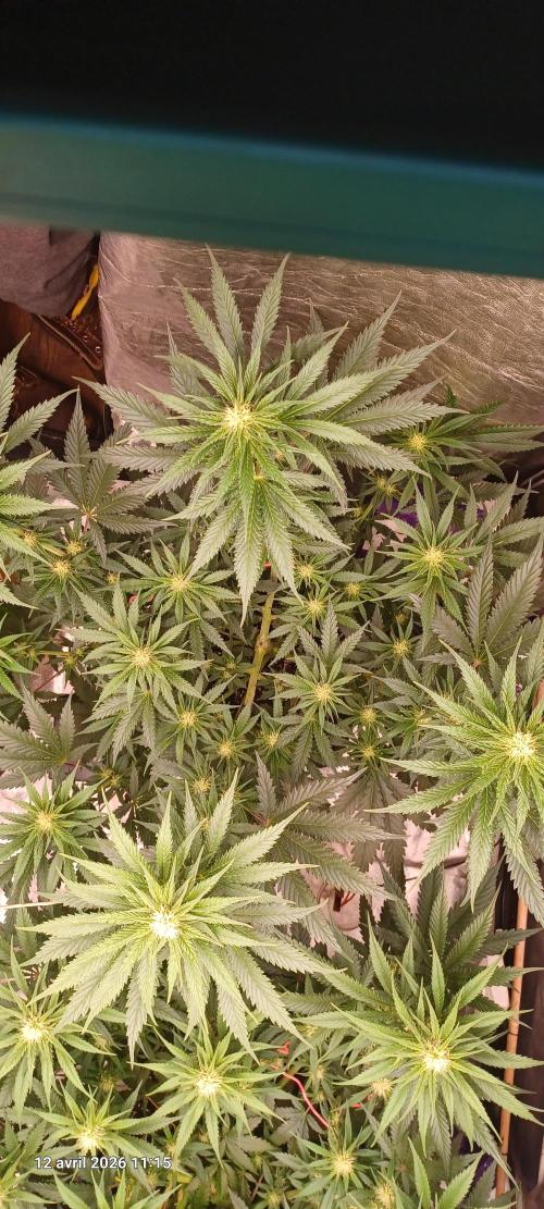 Shogun rQs. Week 9