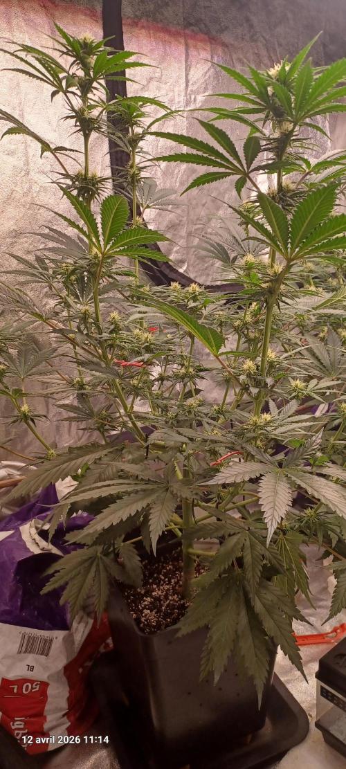 Shogun rQs. Week 9