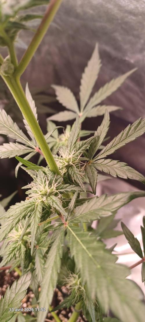 Appel Fritter Auto.. rQs. Week 6