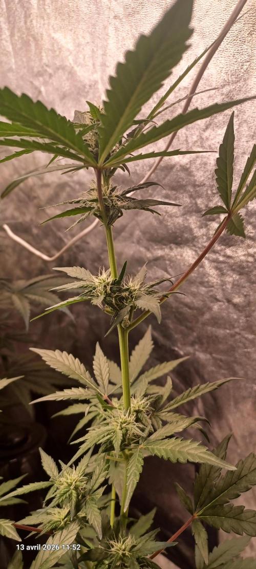 Appel Fritter Auto.. rQs. Week 6