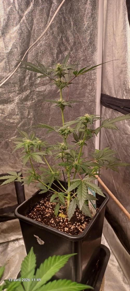 Appel Fritter Auto.. rQs. Week 6