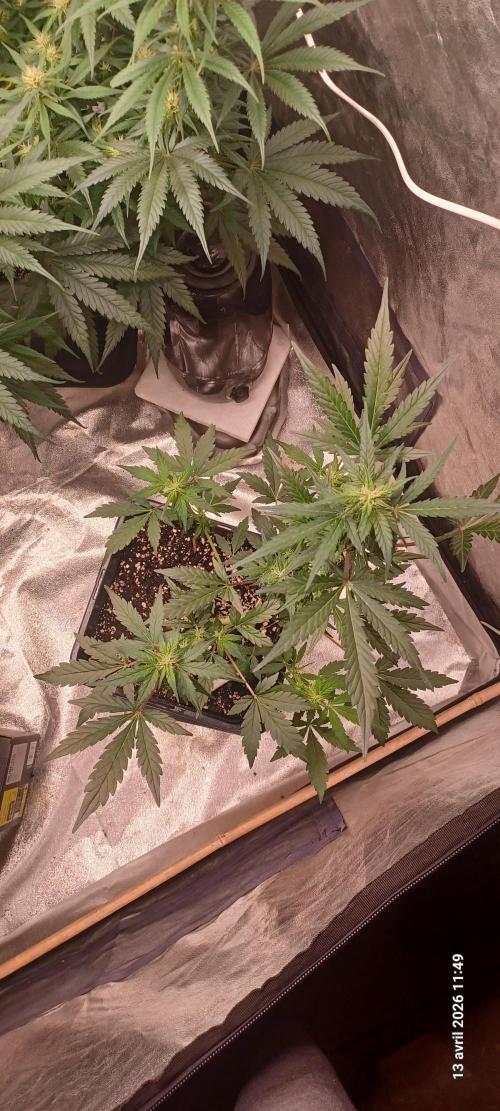 Appel Fritter Auto.. rQs. Week 6