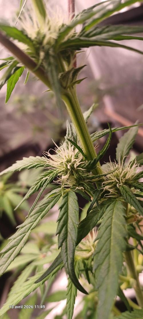 Appel Fritter Auto.. rQs. Week 6