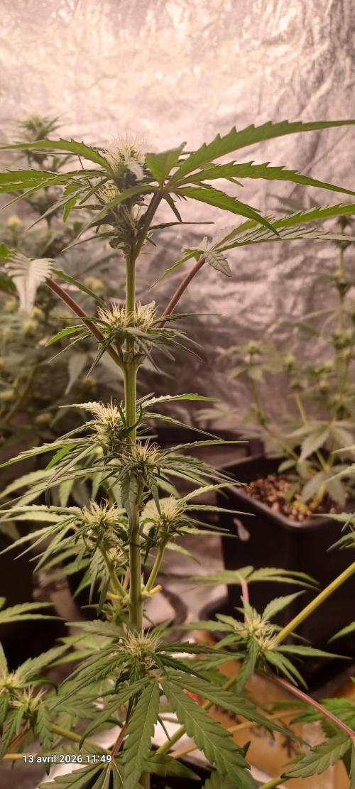 Appel Fritter Auto.. rQs. Week 6