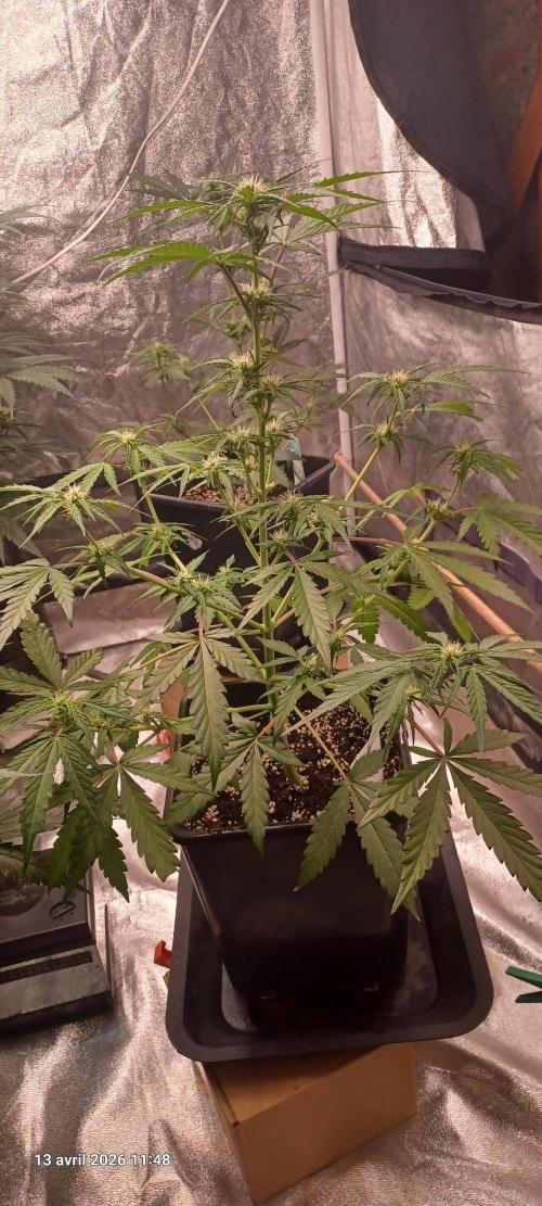 Appel Fritter Auto.. rQs. Week 6
