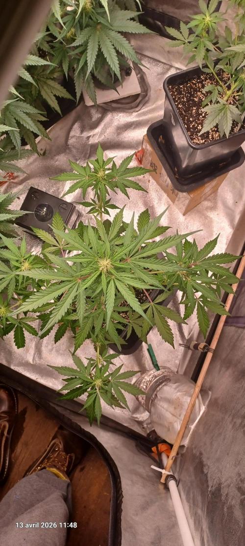 Appel Fritter Auto.. rQs. Week 6