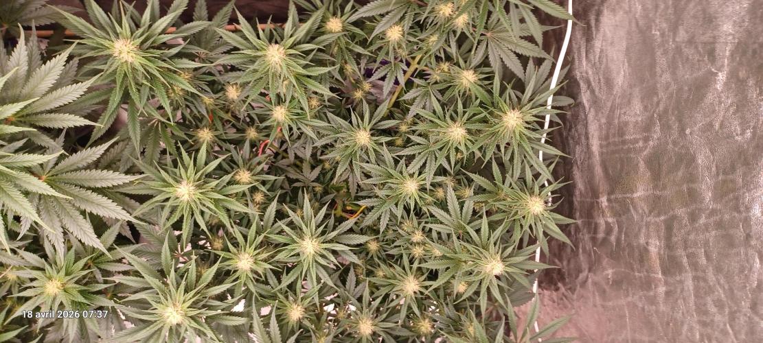Shogun rQs. Week 10