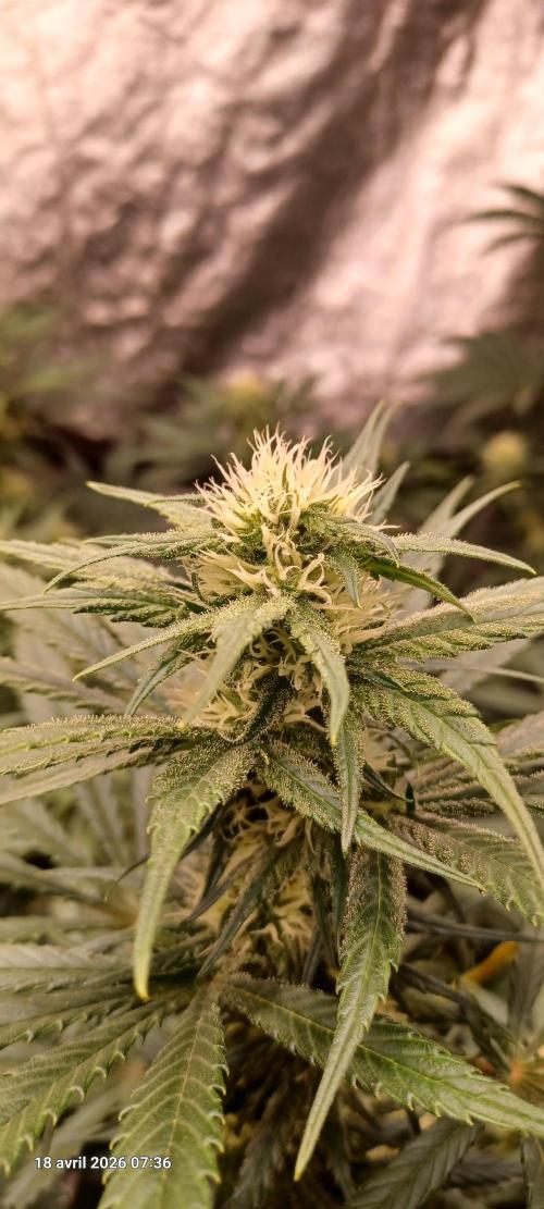 Shogun rQs. Week 10