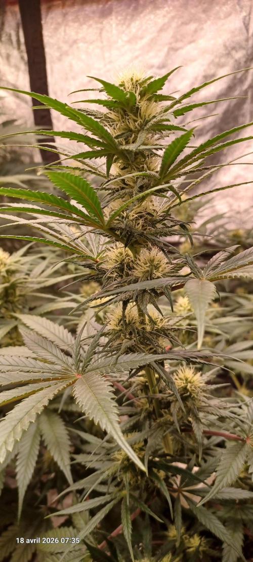 Shogun rQs. Week 10