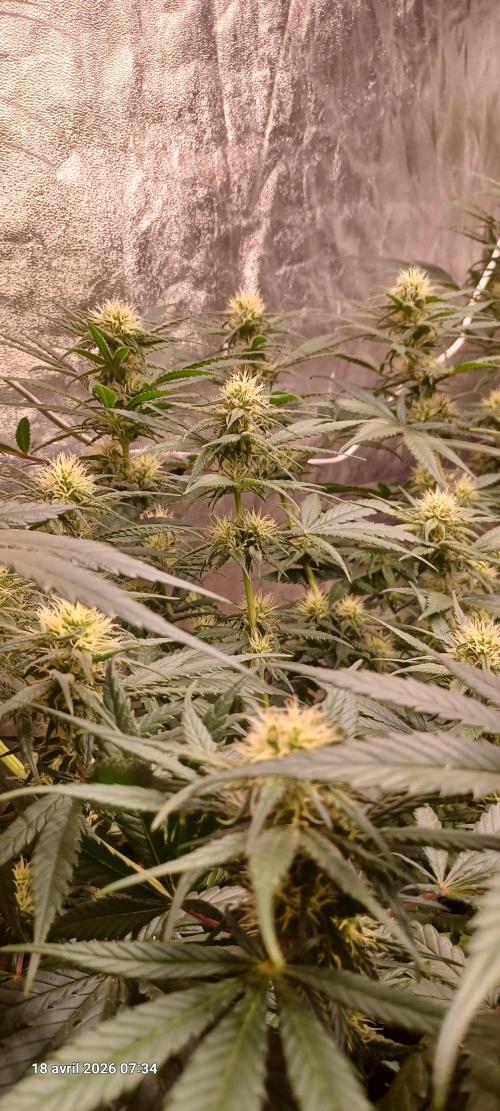 Shogun rQs. Week 10
