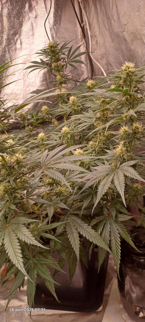Shogun rQs. Week 10