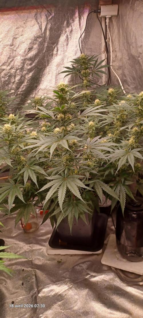 Shogun rQs. Week 10