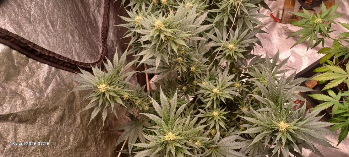 Shogun rQs. Week 10
